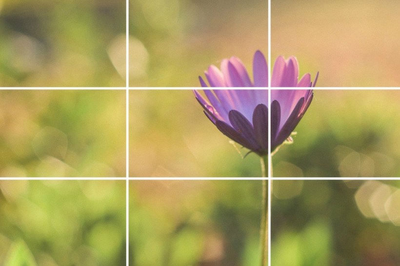 rule-of-thirds-example-with-flower-1